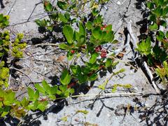 Searsia laevigata laevigata