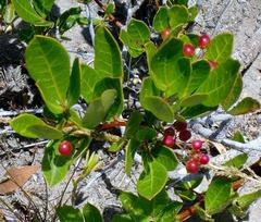Searsia laevigata laevigata