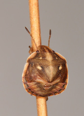 Derula flavoguttata
