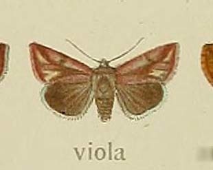 Stemmaphora
