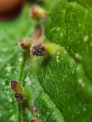 Eriophyes prunianus
