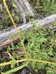 Ligusticum porteri