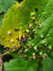 Eriophyes prunianus