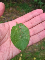 Eriophyes prunianus