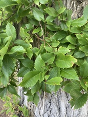 Ulmus pumila