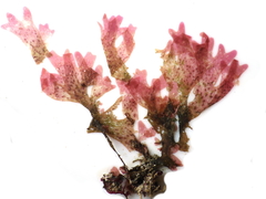 Nitophyllum punctatum