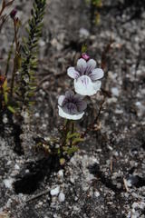 Nemesia diffusa