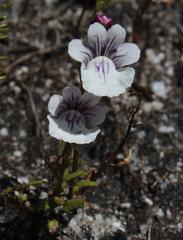 Nemesia diffusa