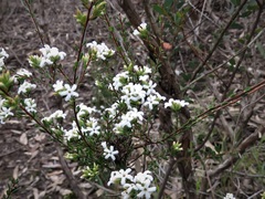 Leucopogon microphyllus microphyllus
