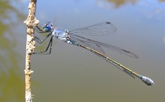Lestes macrostigma
