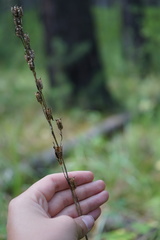 Delphinium crassifolium