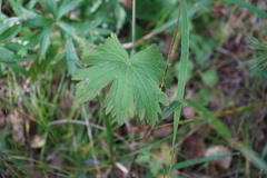 Delphinium crassifolium
