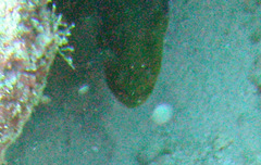 Gymnothorax funebris