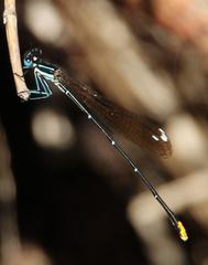 Allocnemis leucosticta