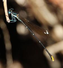 Allocnemis leucosticta