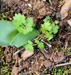 Chamarea gracillima