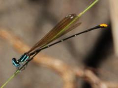 Allocnemis leucosticta