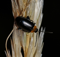 Disonycha triangularis
