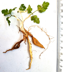 Chamarea gracillima