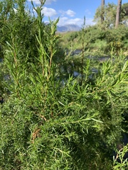 Cliffortia strobilifera