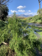 Cliffortia strobilifera