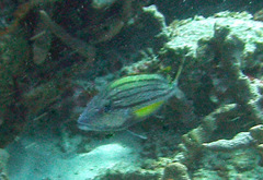 Haemulon macrostoma