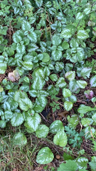 Lamium galeobdolon argentatum