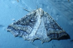 Prochoerodes amplicineraria