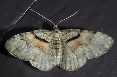 Xanthorhoe packardata