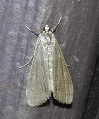 Parapoynx maculalis