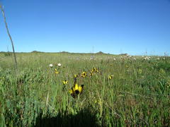 Hesperantha vaginata