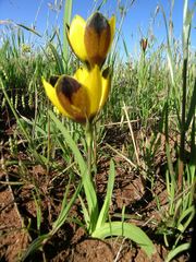 Hesperantha vaginata