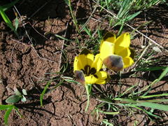 Hesperantha vaginata