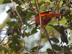 Pericrocotus speciosus
