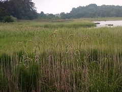 Setaria magna