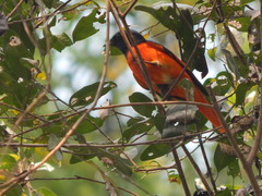 Pericrocotus speciosus