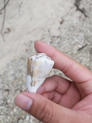 Conus capitaneus