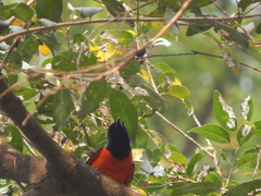 Pericrocotus speciosus