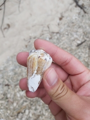 Conus capitaneus