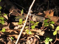 Archilestes grandis