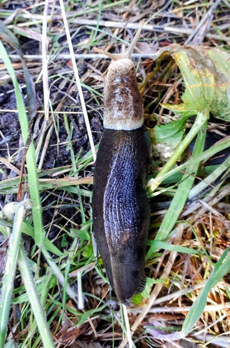 Pacific Banana Slug, Montgomery, Calgary, AB, Canada, photo 7 of 10