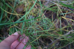 Ostericum tenuifolium