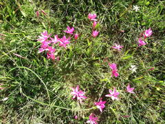 Hesperantha pauciflora