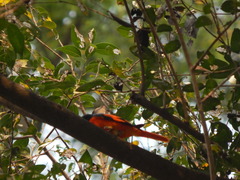Pericrocotus speciosus