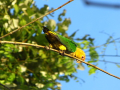 White-Bellied Parrot photo 4