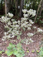 Eupatorium rotundifolium