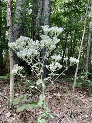 Eupatorium rotundifolium