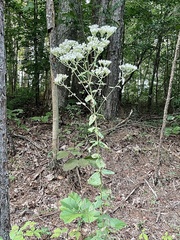Eupatorium rotundifolium