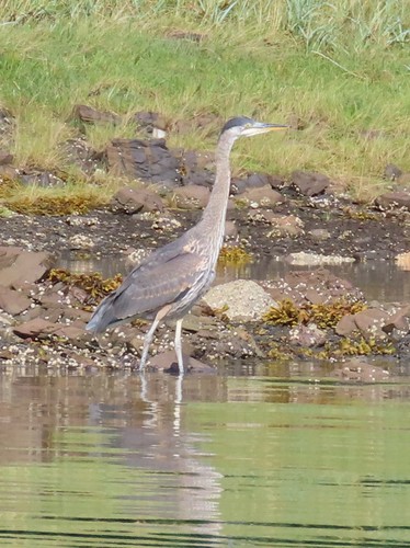Great Blue Heron photographed in Alaska