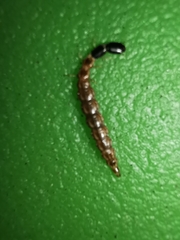 Raphidiinae